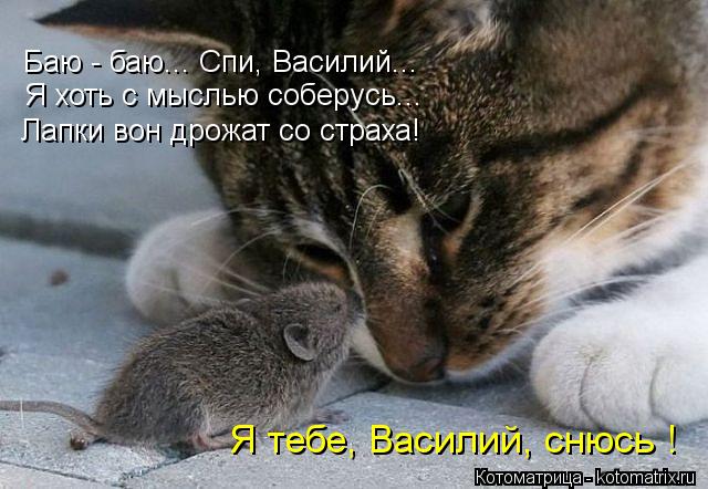Котоматрица: Баю - баю... Спи, Василий... Я хоть с мыслью соберусь... Лапки вон дрожат со страха! Я тебе, Василий, снюсь !