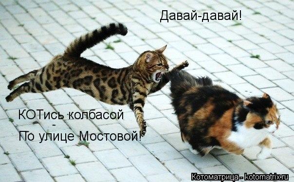 Котоматрица: Давай-давай! КОТись колбасой По улице Мостовой!