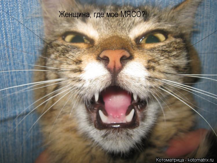 Котоматрица: Женщина, где мое МЯСО?!