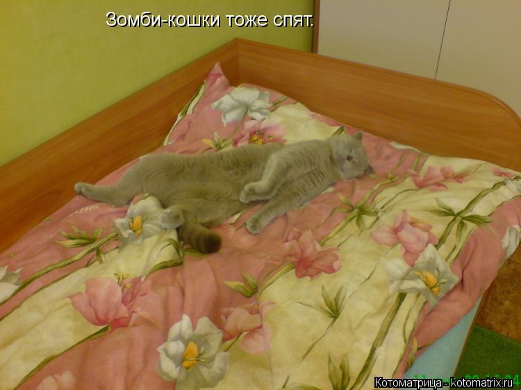 Котоматрица: Зомби-кошки тоже спят.