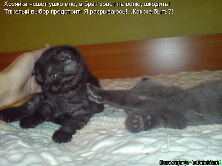 Котоматрица: Хозяйка чешет ушко мне, а брат зовет на волю, шкодить! Тяжелый выбор предстоит! Я разрываюсь!...Как же быть?!