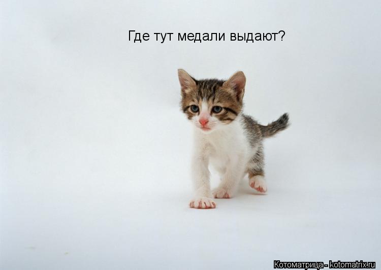 Котоматрица: Где тут медали выдают?
