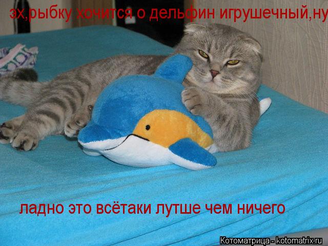 Котоматрица: эх,рыбку хочится о дельфин игрушечный,ну ладно это лутше чем ни чего ладно это всётаки лутше чем ничего
