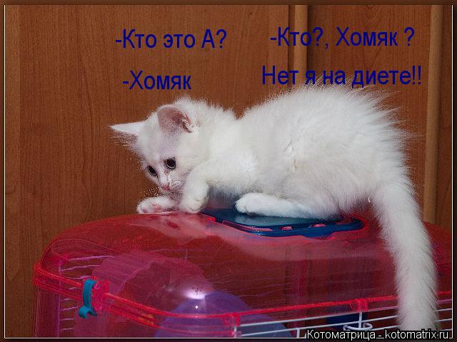 Котоматрица: -Кто это А? -Хомяк -Кто?, Хомяк ?  Нет я на диете!!
