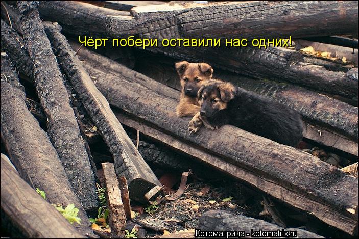 Котоматрица: Чёрт побери оставили нас одних!