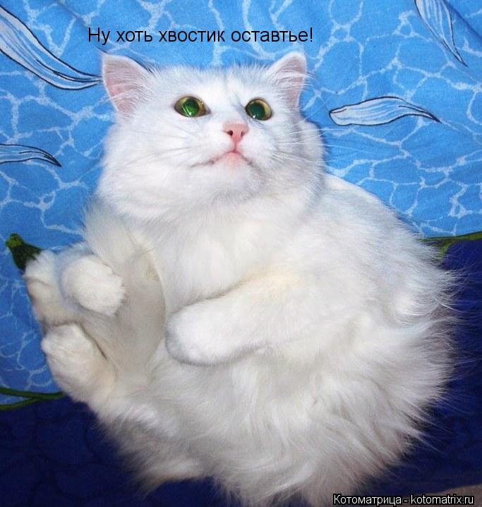 Котоматрица: Ну хоть хвостик оставтье!