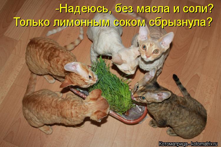 Котоматрица: -Надеюсь, без масла и соли? Только лимонным соком сбрызнула?