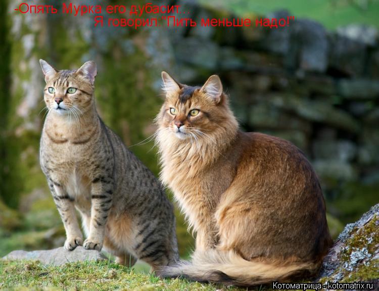 Котоматрица: -Опять Мурка его дубасит... Я говорил:"Пить меньше надо!"