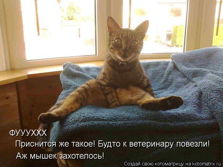 ФУУУХХХ Приснится же такое! Будто к ветеринару повезли! Аж мышек захотелось!... Котоматрица: ФУУУХХХ Приснится же такое! Будто к ветеринару повезли! Аж мышек захотелось!