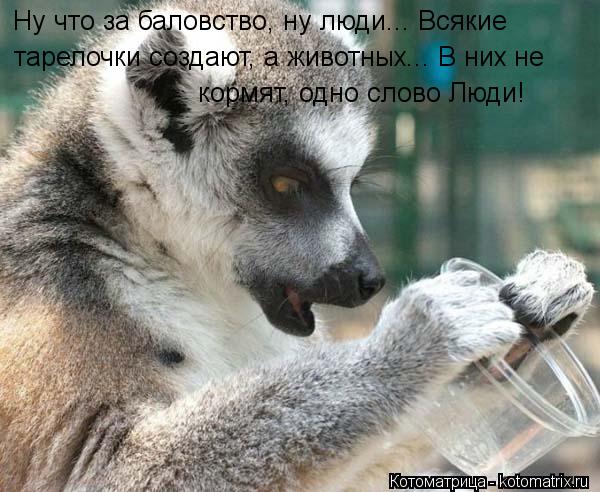 Ну что за баловство, ну люди... Всякие тарелочки создают, а животных... В них не кормят, одно слово... Котоматрица: Ну что за баловство, ну люди... Всякие тарелочки создают, а животных... В них не кормят, одно слово Люди!