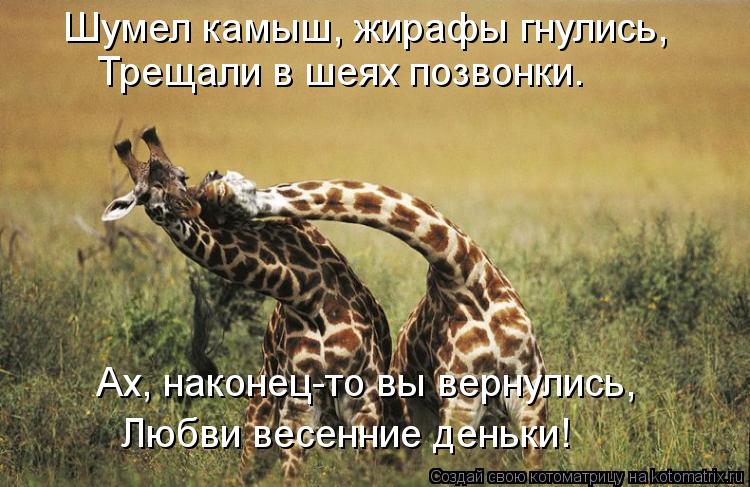 Котоматрица: Шумел камыш, жирафы гнулись, Трещали в шеях позвонки. Ах, наконец-то вы вернулись, Любви весенние деньки!