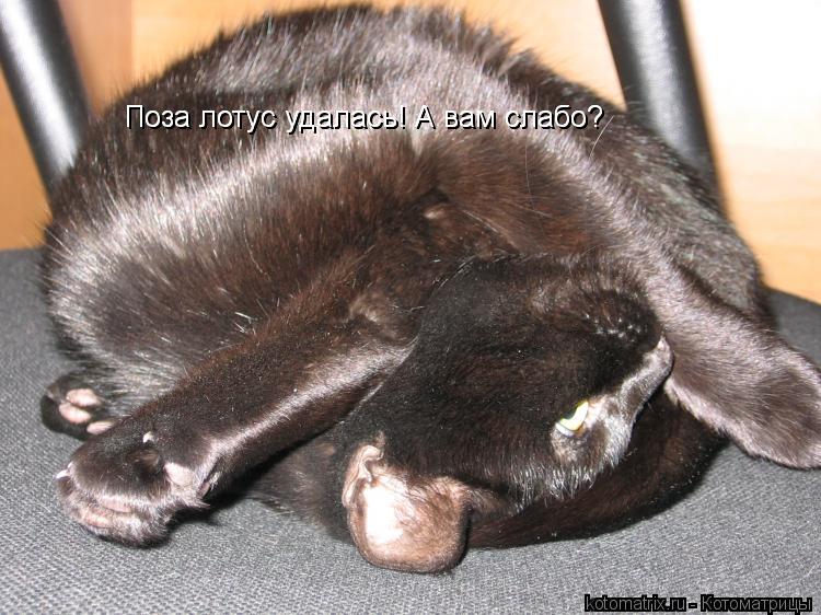 Поза лотус удалась! А вам слабо? Поза лотус удалась! А вам слабо?... Котоматрица: Поза лотус удалась! А вам слабо? Поза лотус удалась! А вам слабо?