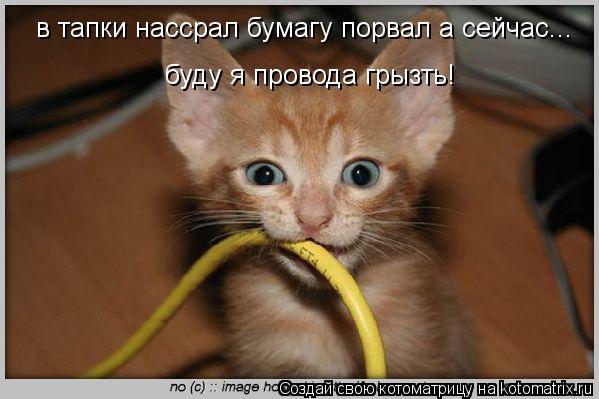в тапки нассрал бумагу порвал а сейчас... буду я провода грызть!... Котоматрица: в тапки нассрал бумагу порвал а сейчас... буду я провода грызть!