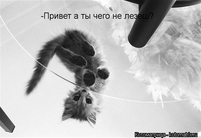 -Привет а ты чего не лезеш?... Котоматрица: -Привет а ты чего не лезеш?