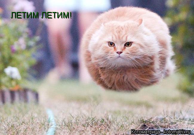Котоматрица: ЛЕТИМ ЛЕТИМ!