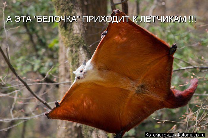 А ЭТА "БЕЛОЧКА" ПРИХОДИТ К ЛЕТЧИКАМ !!!... Котоматрица: А ЭТА "БЕЛОЧКА" ПРИХОДИТ К ЛЕТЧИКАМ !!!