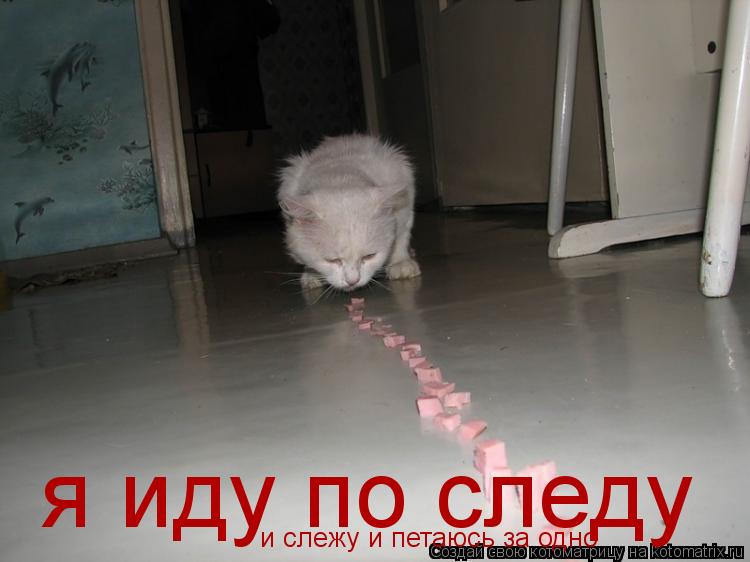 я иду по следу и слежу и петаюсь за одно... Котоматрица: я иду по следу и слежу и петаюсь за одно