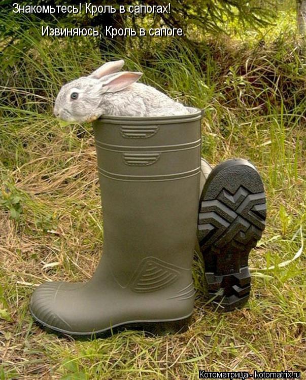 Знакомьтесь! Кроль в сапогах! Извиняюсь, Кроль в сапоге.... Котоматрица: Знакомьтесь! Кроль в сапогах! Извиняюсь, Кроль в сапоге.