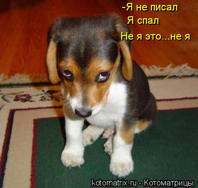 -Я не писал Я спал Не я это...не я... Котоматрица: -Я не писал Я спал Не я это...не я