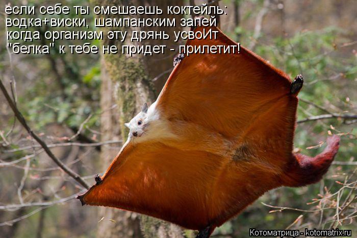 если себе ты смешаешь коктейль: водка+виски, шампанским запей когда организм эту дрянь усвоИт "белка"... Котоматрица: если себе ты смешаешь коктейль: водка+виски, шампанским запей когда организм эту дрянь усвоИт "белка" к тебе не придет - прилетит!