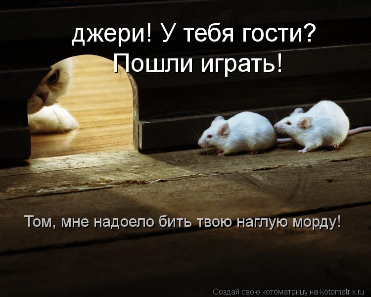 джери! У тебя гости? Пошли играть! Том, мне надоело бить твою наглую морду!... Котоматрица: джери! У тебя гости? Пошли играть! Том, мне надоело бить твою наглую морду!