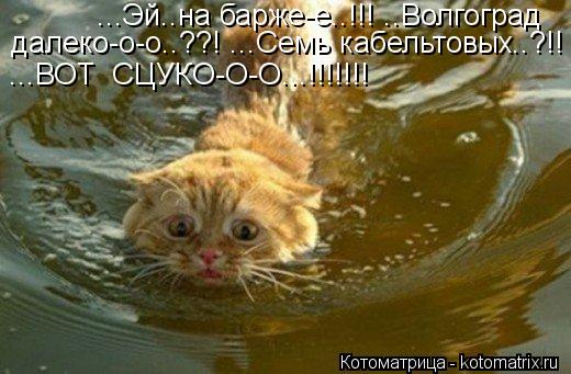 Котоматрица: ...Эй..на барже-е..!!! ..Волгоград   далеко-о-о..??! ...Семь кабельтовых..?!!   ...ВОТ  СЦУКО-О-О...!!!!!!!