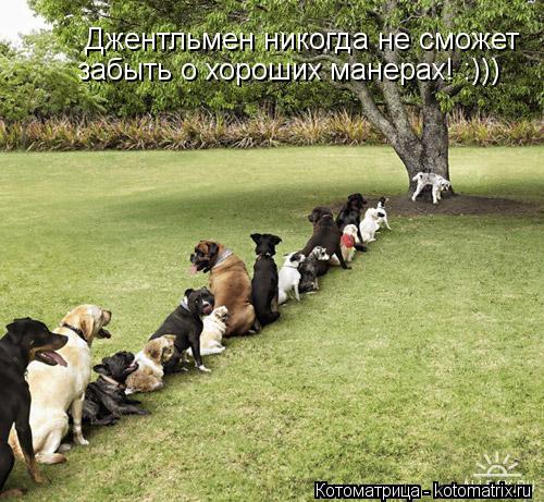 Котоматрица: забыть о хороших манерах! :))) Джентльмен никогда не сможет