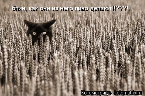 Котоматрица: блин, как они из него пиво делают!!???!!