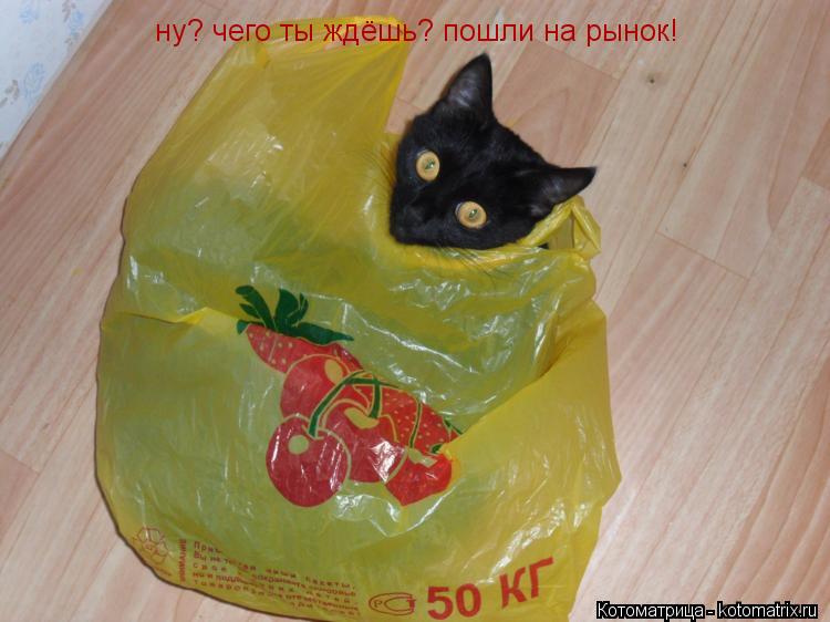Котоматрица: ну? чего ты ждёшь? пошли на рынок!