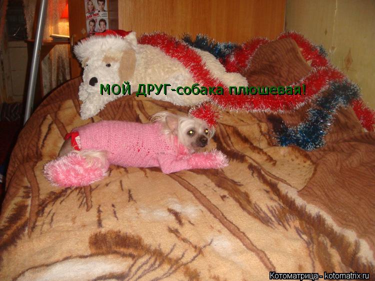 МОЙ ДРУГ-собака плюшевая!... Котоматрица: МОЙ ДРУГ-собака плюшевая!