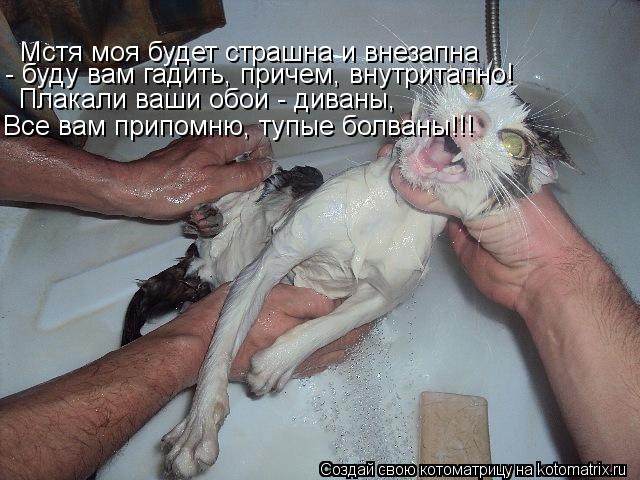 Котоматрица: Мстя моя будет страшна и внезапна - буду вам гадить, причем, внутритапно!  Плакали ваши обои - диваны, Все вам припомню, тупые болваны!!!