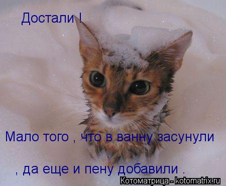 Достали ! Мало того , что в ванну засунули , да еще и пену добавили .... Котоматрица: Достали ! Мало того , что в ванну засунули , да еще и пену добавили .