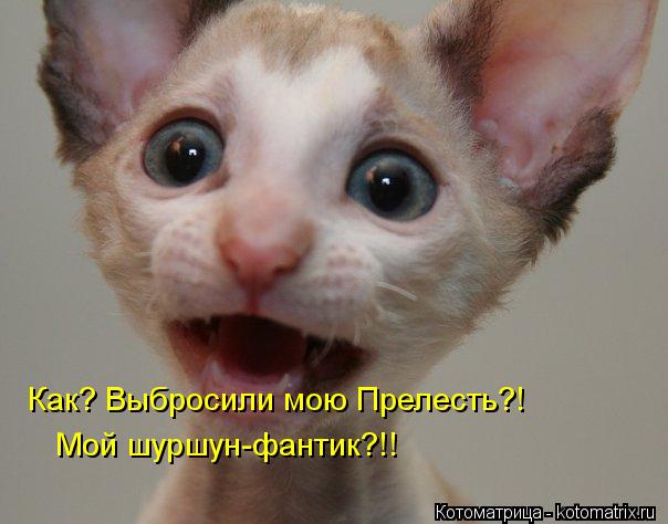 Мой шуршун-фантик?!! Как? Выбросили мою Прелесть?!... Котоматрица: Мой шуршун-фантик?!! Как? Выбросили мою Прелесть?!