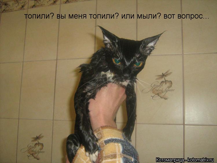 топили? вы меня топили? или мыли? вот вопрос...... Котоматрица: топили? вы меня топили? или мыли? вот вопрос...