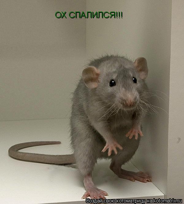 ОХ СПАЛИЛСЯ!!!... Котоматрица: ОХ СПАЛИЛСЯ!!!