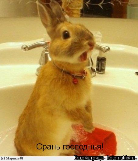 Котоматрица: Срань господнья!
