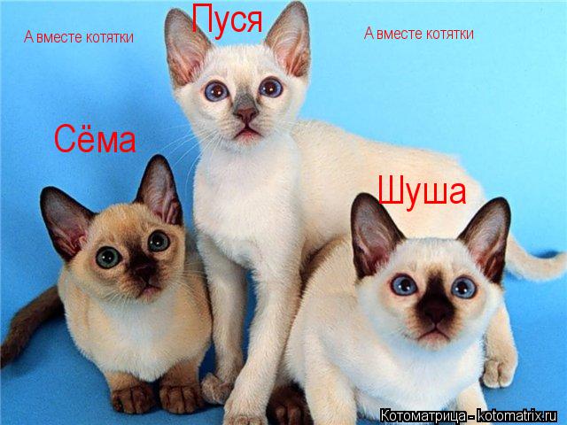 Сёма Пуся Шуша А вместе котятки А вместе котятки... Котоматрица: Сёма Пуся Шуша А вместе котятки А вместе котятки