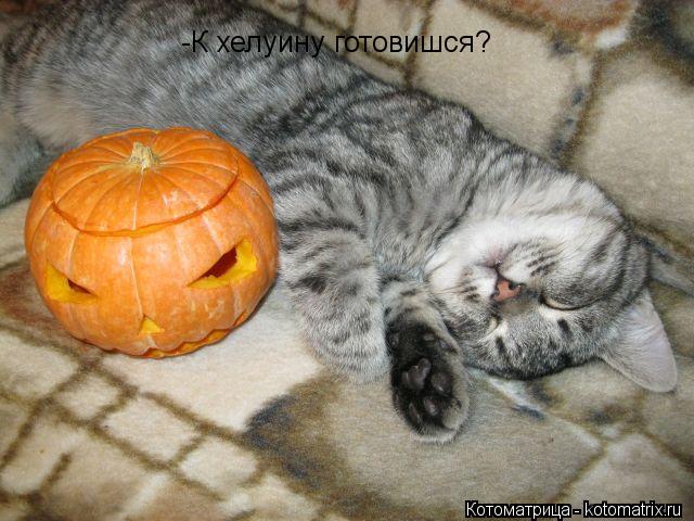Котоматрица: -К хелуину готовишся? -К хелуину готовишся?
