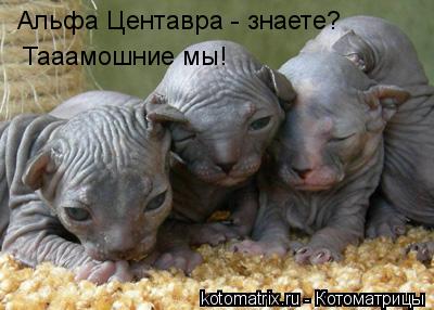 Альфа Центавра - знаете? Тааамошние мы!... Котоматрица: Альфа Центавра - знаете? Тааамошние мы!