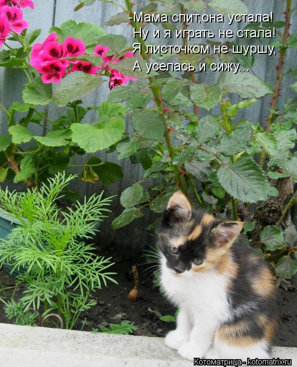 Котоматрица: -Мама спит,она устала! Ну и я играть не стала! Я листочком не шуршу, А уселась и сижу...