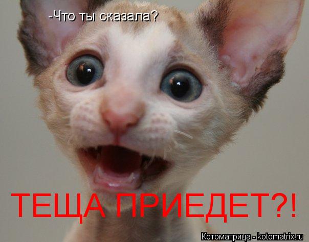 -Что ты сказала? ТЕЩА ПРИЕДЕТ?!... Котоматрица: -Что ты сказала? ТЕЩА ПРИЕДЕТ?!