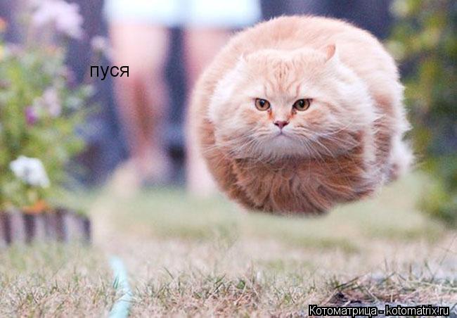 Котоматрица: пуся пуся