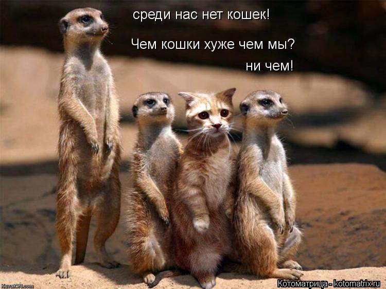 Котоматрица: среди нас нет кошек! Чем кошки хуже чем мы? ни чем!