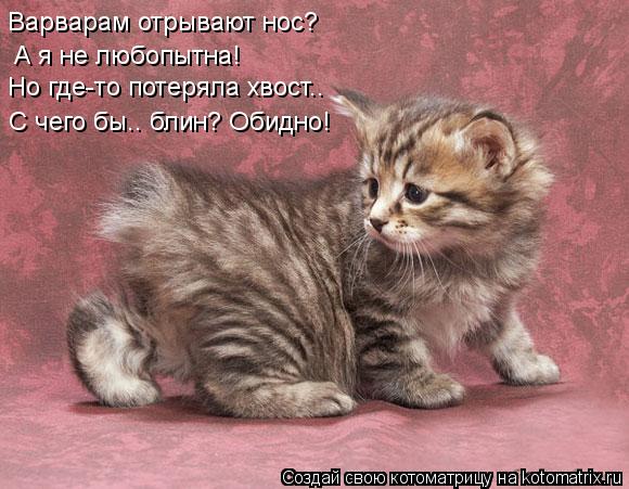 Варварам отрывают нос? А я не любопытна! Но где-то потеряла хвост.. С чего бы.. блин? Обидно!... Котоматрица: Варварам отрывают нос? А я не любопытна! Но где-то потеряла хвост.. С чего бы.. блин? Обидно!