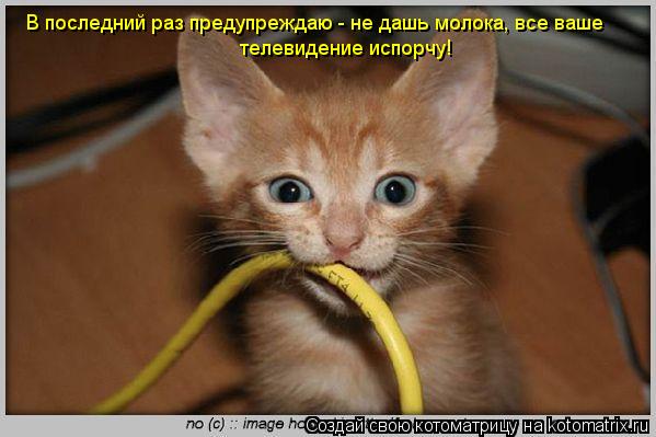 В последний раз предупреждаю - не дашь молока, все ваше телевидение испорчу!... Котоматрица: В последний раз предупреждаю - не дашь молока, все ваше телевидение испорчу!