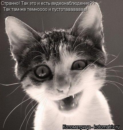 Котоматрица: Странно! Так это и есть видеонаблюдение?? Так там-же темноооо и пустотаааааааа!