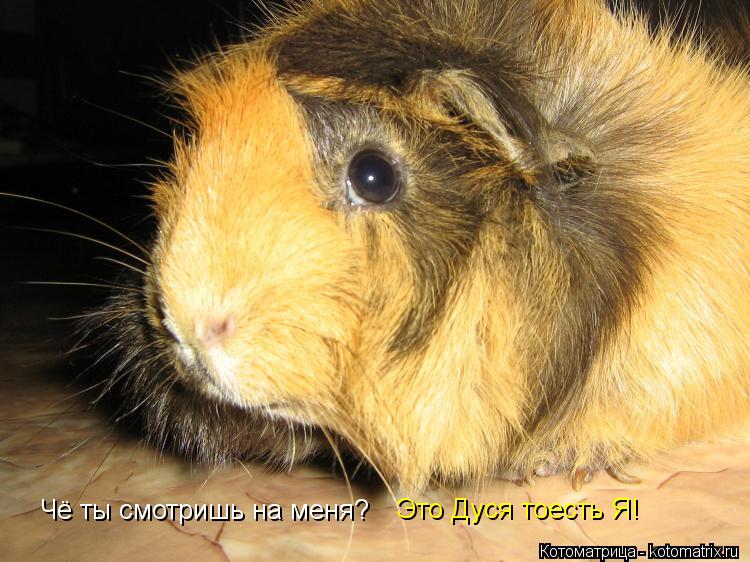 Котоматрица: Чё ты смотришь на меня? Это Дуся тоесть Я!