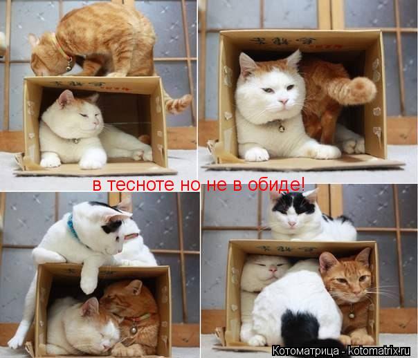 в тесноте но не в обиде!... Котоматрица: в тесноте но не в обиде!