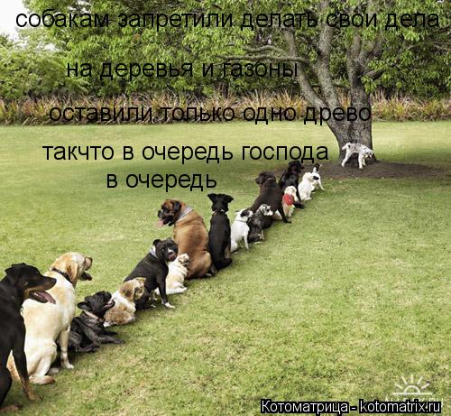 Котоматрица: собакам запретили делать свои дела  на деревья и газоны  оставили только одно древо такчто в очередь господа  в очередь