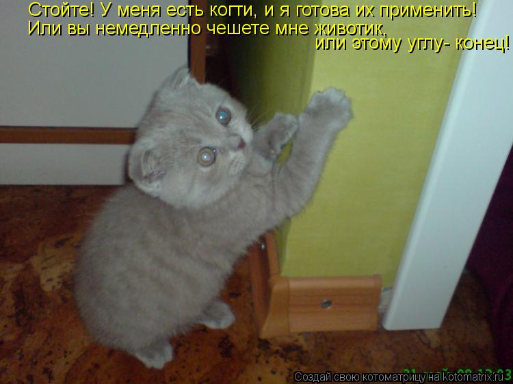 Котоматрица: Стойте! У меня есть когти, и я готова их применить! Или вы немедленно чешете мне животик,  или этому углу- конец!